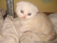 шотландские вислоухие котята  - <ro>Изображение</ro><ru>Изображение</ru> #3, <ru>Объявление</ru> #649269