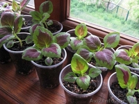 Продам молодой колеус - <ro>Изображение</ro><ru>Изображение</ru> #1, <ru>Объявление</ru> #663321