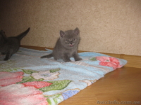 Котята британци - <ro>Изображение</ro><ru>Изображение</ru> #5, <ru>Объявление</ru> #635625