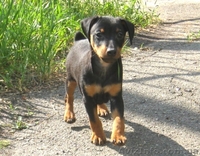 щенок-кобель цвергпинчер - <ro>Изображение</ro><ru>Изображение</ru> #2, <ru>Объявление</ru> #647279