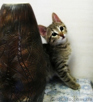 Отдм чудесного Котенка 3 мес.Метис - <ro>Изображение</ro><ru>Изображение</ru> #1, <ru>Объявление</ru> #654293