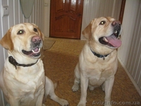 Щенки лабрадора с шикарной родословной. - <ro>Изображение</ro><ru>Изображение</ru> #1, <ru>Объявление</ru> #654855