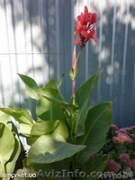 Продам рассаду: хризантемы,пионы,канны, ирисы,лилии,розы,гортензии,фиалки - <ro>Изображение</ro><ru>Изображение</ru> #8, <ru>Объявление</ru> #664806