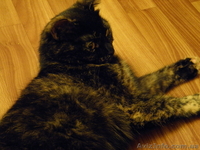 Котята в хорошие руки! - <ro>Изображение</ro><ru>Изображение</ru> #2, <ru>Объявление</ru> #649250