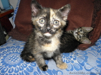 Котята в хорошие руки! - <ro>Изображение</ro><ru>Изображение</ru> #1, <ru>Объявление</ru> #649250