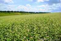 18 соток 45 км.с.Жуковцы,Обухов.р-н  - <ro>Изображение</ro><ru>Изображение</ru> #5, <ru>Объявление</ru> #271503