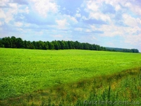 18 соток 45 км.с.Жуковцы,Обухов.р-н  - <ro>Изображение</ro><ru>Изображение</ru> #6, <ru>Объявление</ru> #271503