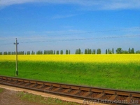 18 соток 45 км.с.Жуковцы,Обухов.р-н  - <ro>Изображение</ro><ru>Изображение</ru> #7, <ru>Объявление</ru> #271503