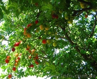 18 соток 45 км.с.Жуковцы,Обухов.р-н  - <ro>Изображение</ro><ru>Изображение</ru> #9, <ru>Объявление</ru> #271503