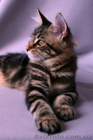 Известный питомник Bartalameo предлагает котят Мейн Кун (с видео) - <ro>Изображение</ro><ru>Изображение</ru> #3, <ru>Объявление</ru> #649556