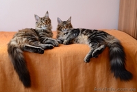 Известный питомник Bartalameo предлагает котят Мейн Кун (с видео) - <ro>Изображение</ro><ru>Изображение</ru> #4, <ru>Объявление</ru> #649556