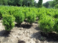 Самшит, туя колоновидная, смарагд, брабант - <ro>Изображение</ro><ru>Изображение</ru> #1, <ru>Объявление</ru> #689057