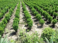 Самшит, туя колоновидная, смарагд, брабант - <ro>Изображение</ro><ru>Изображение</ru> #2, <ru>Объявление</ru> #689057