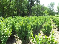 Самшит, туя колоновидная, смарагд, брабант - <ro>Изображение</ro><ru>Изображение</ru> #3, <ru>Объявление</ru> #689057