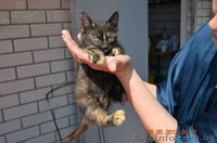 Трёхцветный котёнок с доставкой на дом - <ro>Изображение</ro><ru>Изображение</ru> #2, <ru>Объявление</ru> #701457