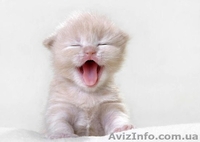 Помогите спасти котят! Остались без мамы... - <ro>Изображение</ro><ru>Изображение</ru> #1, <ru>Объявление</ru> #696628