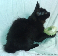 Котик черный бобтейл - <ro>Изображение</ro><ru>Изображение</ru> #1, <ru>Объявление</ru> #684628