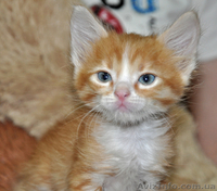 Котятам нужны хозяева  - <ro>Изображение</ro><ru>Изображение</ru> #1, <ru>Объявление</ru> #701174