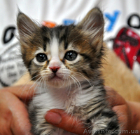 Котятам нужны хозяева  - <ro>Изображение</ro><ru>Изображение</ru> #2, <ru>Объявление</ru> #701174