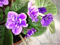 Продаю комнатные растения недорого! - <ro>Изображение</ro><ru>Изображение</ru> #1, <ru>Объявление</ru> #678403