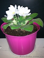 Продаю комнатные растения недорого! - <ro>Изображение</ro><ru>Изображение</ru> #2, <ru>Объявление</ru> #678403