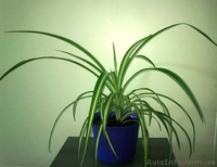 Продаю комнатные растения недорого! - <ro>Изображение</ro><ru>Изображение</ru> #3, <ru>Объявление</ru> #678403