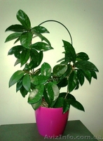 Продаю комнатные растения недорого! - <ro>Изображение</ro><ru>Изображение</ru> #4, <ru>Объявление</ru> #678403