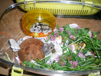 Продам джунгарскую парочку с клеткой (террариум).  - <ro>Изображение</ro><ru>Изображение</ru> #1, <ru>Объявление</ru> #684134