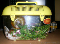 Продам джунгарскую парочку с клеткой (террариум).  - <ro>Изображение</ro><ru>Изображение</ru> #4, <ru>Объявление</ru> #684134