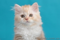 Шотландские котята хайленды красные - <ro>Изображение</ro><ru>Изображение</ru> #3, <ru>Объявление</ru> #684348