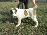 CAO(Среднеазиатская овчарка, алабай) - <ro>Изображение</ro><ru>Изображение</ru> #1, <ru>Объявление</ru> #689015