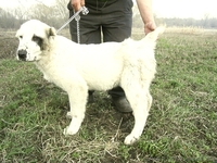 CAO(Среднеазиатская овчарка, алабай) - <ro>Изображение</ro><ru>Изображение</ru> #3, <ru>Объявление</ru> #689015