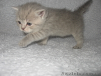 Котята вислоушки и прямоушки ,шотландцы, большой выбор - <ro>Изображение</ro><ru>Изображение</ru> #4, <ru>Объявление</ru> #587556