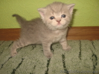 Котята вислоушки и прямоушки ,шотландцы, большой выбор - <ro>Изображение</ro><ru>Изображение</ru> #3, <ru>Объявление</ru> #587556