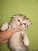 Котята вислоушки и прямоушки ,шотландцы, большой выбор - <ro>Изображение</ro><ru>Изображение</ru> #1, <ru>Объявление</ru> #587556