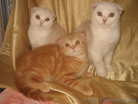 котятки - шотландики - <ro>Изображение</ro><ru>Изображение</ru> #3, <ru>Объявление</ru> #577120