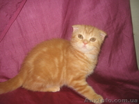Амира-огненная малышка, шотландская вислоухая - <ro>Изображение</ro><ru>Изображение</ru> #1, <ru>Объявление</ru> #698636