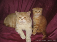 Амира-огненная малышка, шотландская вислоухая - <ro>Изображение</ro><ru>Изображение</ru> #3, <ru>Объявление</ru> #698636