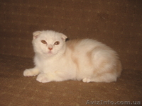 Ананас-улыбчивый котик, шотландский вислоухий - <ro>Изображение</ro><ru>Изображение</ru> #3, <ru>Объявление</ru> #698876