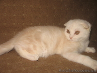 Ангелина-ангелочек, шотландская вислоухая - <ro>Изображение</ro><ru>Изображение</ru> #2, <ru>Объявление</ru> #698481