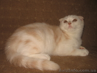 Ананас-улыбчивый котик, шотландский вислоухий - <ro>Изображение</ro><ru>Изображение</ru> #1, <ru>Объявление</ru> #698876