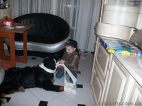 Щенки берномишек ждут хозяев - <ro>Изображение</ro><ru>Изображение</ru> #3, <ru>Объявление</ru> #678803