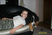 Щенки берномишек ждут хозяев - <ro>Изображение</ro><ru>Изображение</ru> #2, <ru>Объявление</ru> #678803