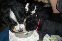 Щенки берномишек ждут хозяев - <ro>Изображение</ro><ru>Изображение</ru> #1, <ru>Объявление</ru> #678803