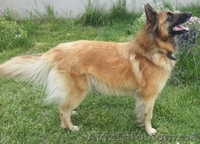 Бельгийская овчарка Тервюрен щенки продам Киев - <ro>Изображение</ro><ru>Изображение</ru> #1, <ru>Объявление</ru> #679697