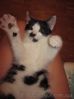 Котенок в добрые руки даром - <ro>Изображение</ro><ru>Изображение</ru> #3, <ru>Объявление</ru> #724198