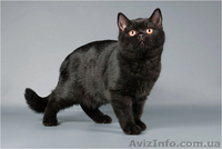 Чудесные британские черные мальчик и девочка - <ro>Изображение</ro><ru>Изображение</ru> #2, <ru>Объявление</ru> #704173