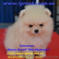 Померанский шпиц шоу-класса! - <ro>Изображение</ro><ru>Изображение</ru> #6, <ru>Объявление</ru> #714174