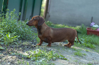 Щенки карликовой гладкошерстной таксы  - <ro>Изображение</ro><ru>Изображение</ru> #6, <ru>Объявление</ru> #718291