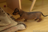 Щенки карликовой гладкошерстной таксы  - <ro>Изображение</ro><ru>Изображение</ru> #1, <ru>Объявление</ru> #718291